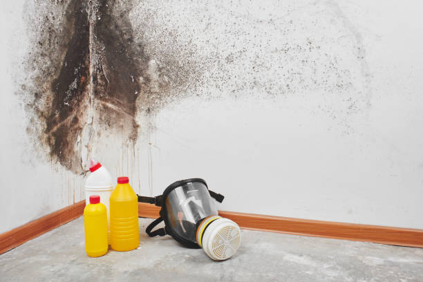 Best Mold Testing  in Bushland, TX