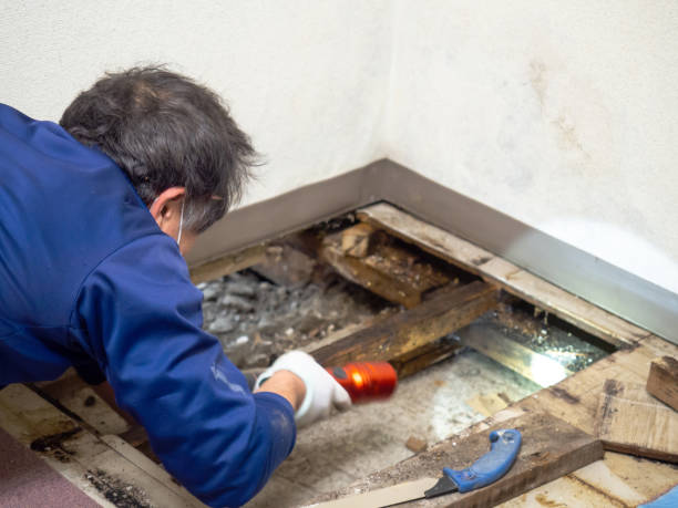 Trusted Bushland, TX Mold Removal Experts