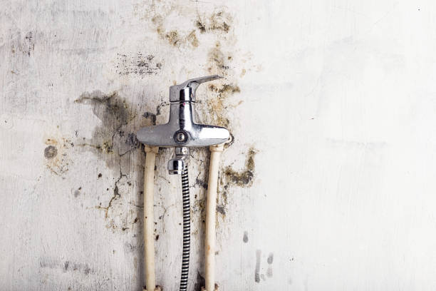  Bushland, TX Mold Removal Pros