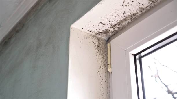 Best Mold Testing  in Bushland, TX