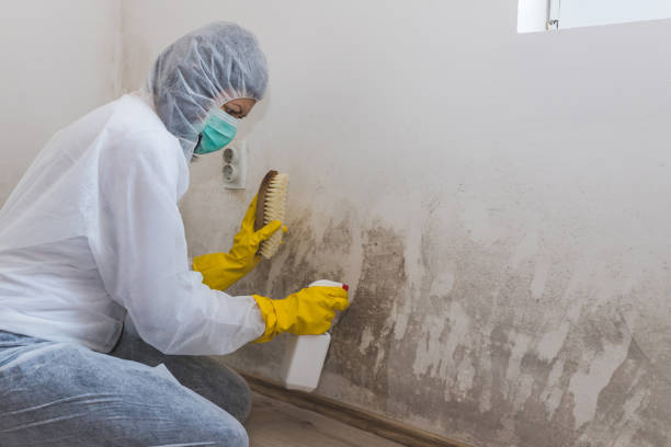 Best Certified Mold Removal  in Bushland, TX
