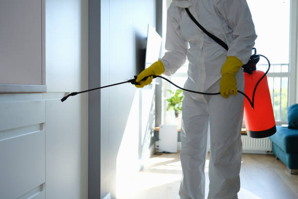 Best Attic Mold Removal  in Bushland, TX