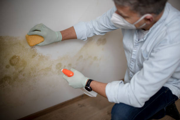 Best Best Mold Removal Companies  in Bushland, TX