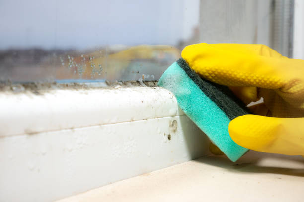 Best Toxic Mold Removal  in Bushland, TX