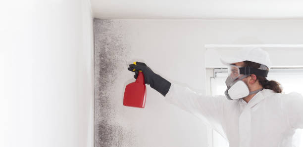 Best Toxic Mold Removal  in Bushland, TX