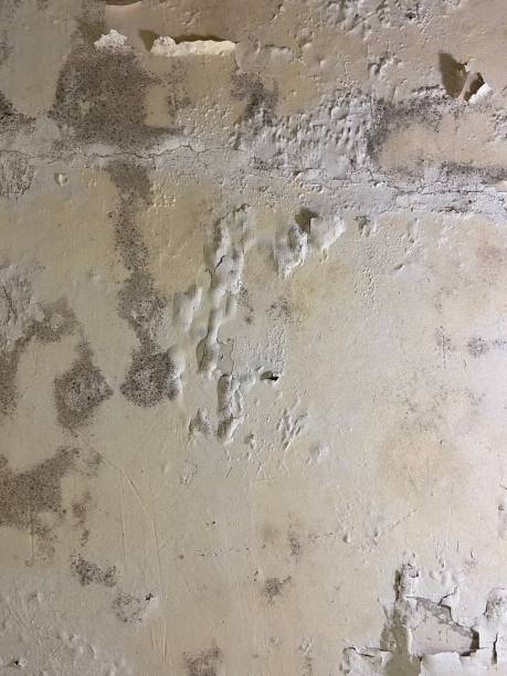 Best Commercial Mold Removal  in Bushland, TX
