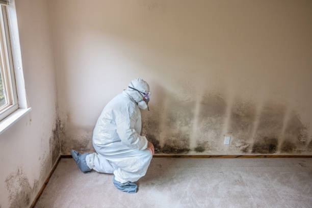 Best Black Mold Removal  in Bushland, TX