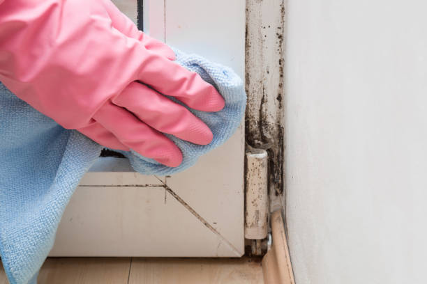 Best Residential Mold Removal  in Bushland, TX