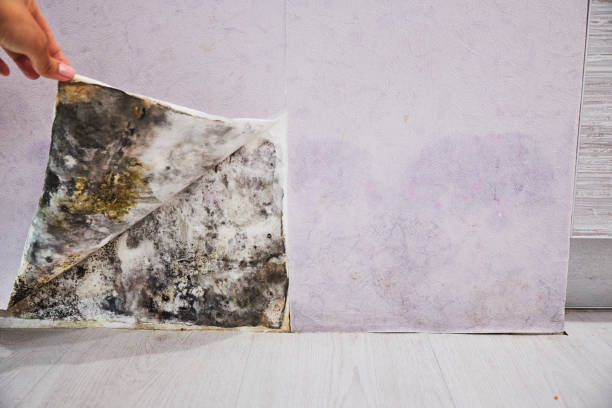 Best Affordable Mold Removal  in Bushland, TX